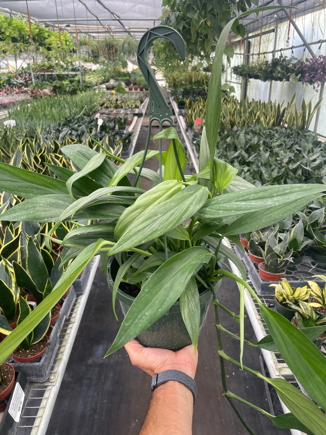 philodendron silver streak Pothos 'Silver Streak' – Studio Pistils & Pollen