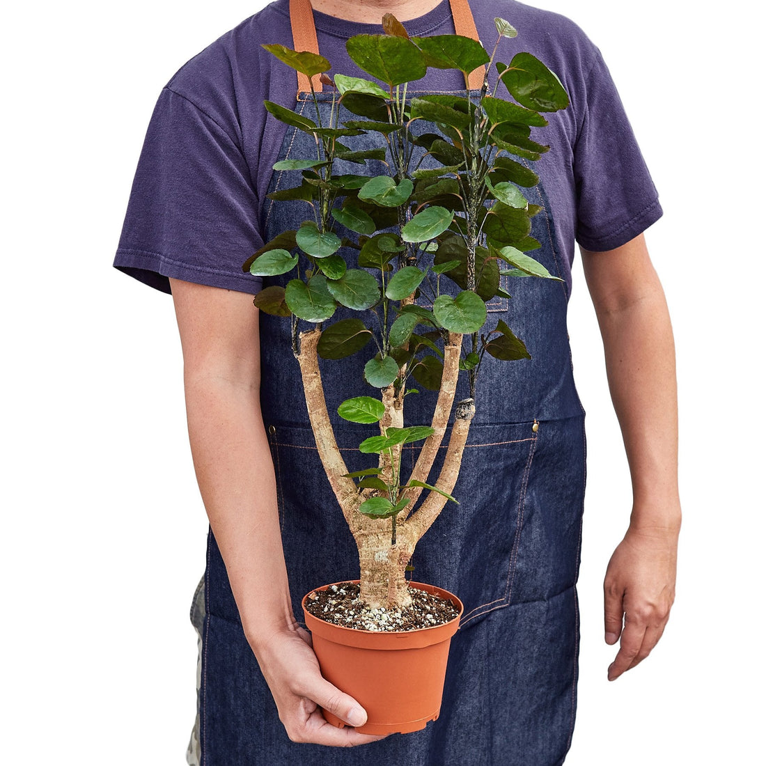Aralia 'Fabian Stump'