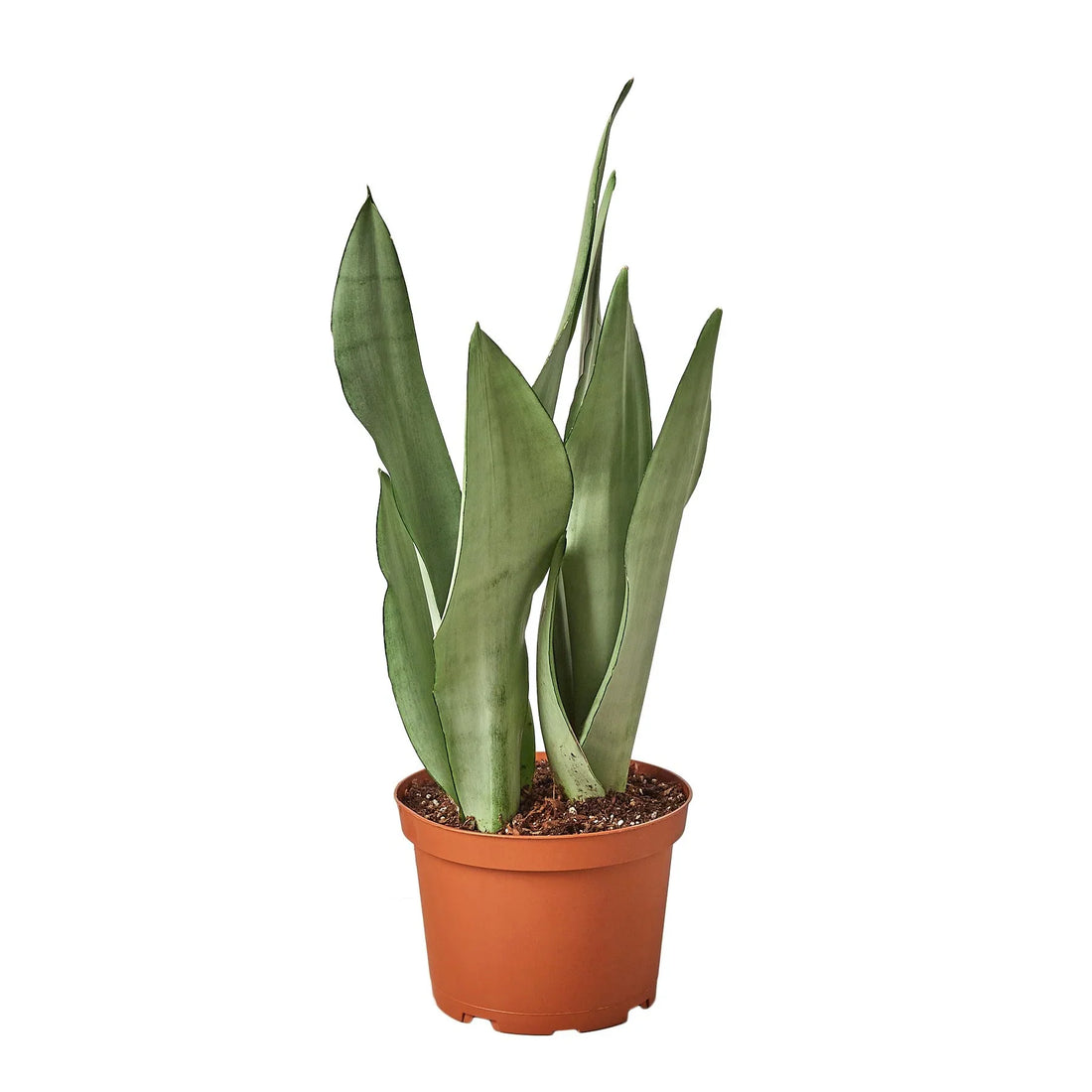 Snake Plant 'Moonshine'