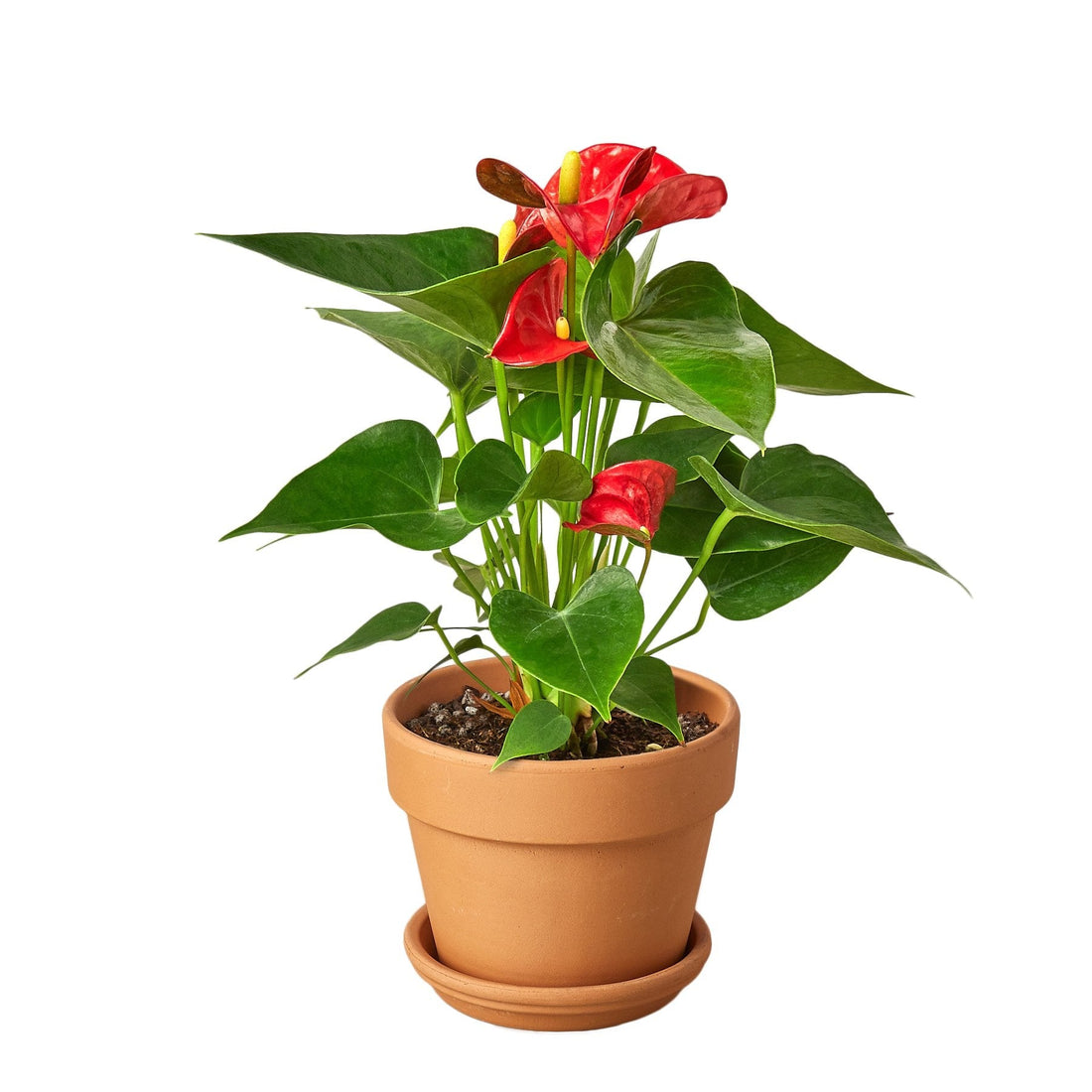 studio anthurium Anthurium 'Red' – Studio Pistils & Pollen