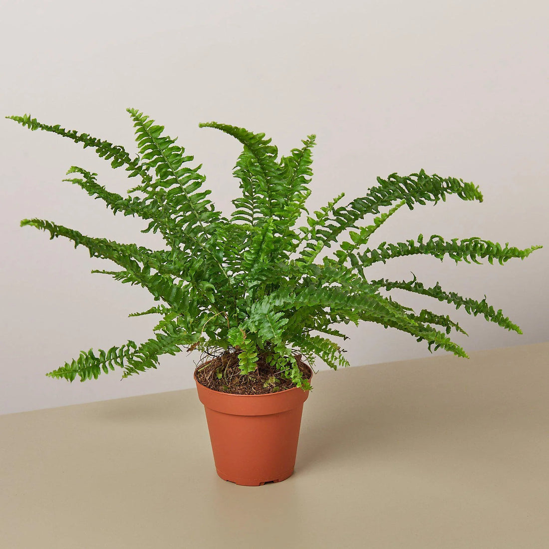 Fern 'Jester's Crown'