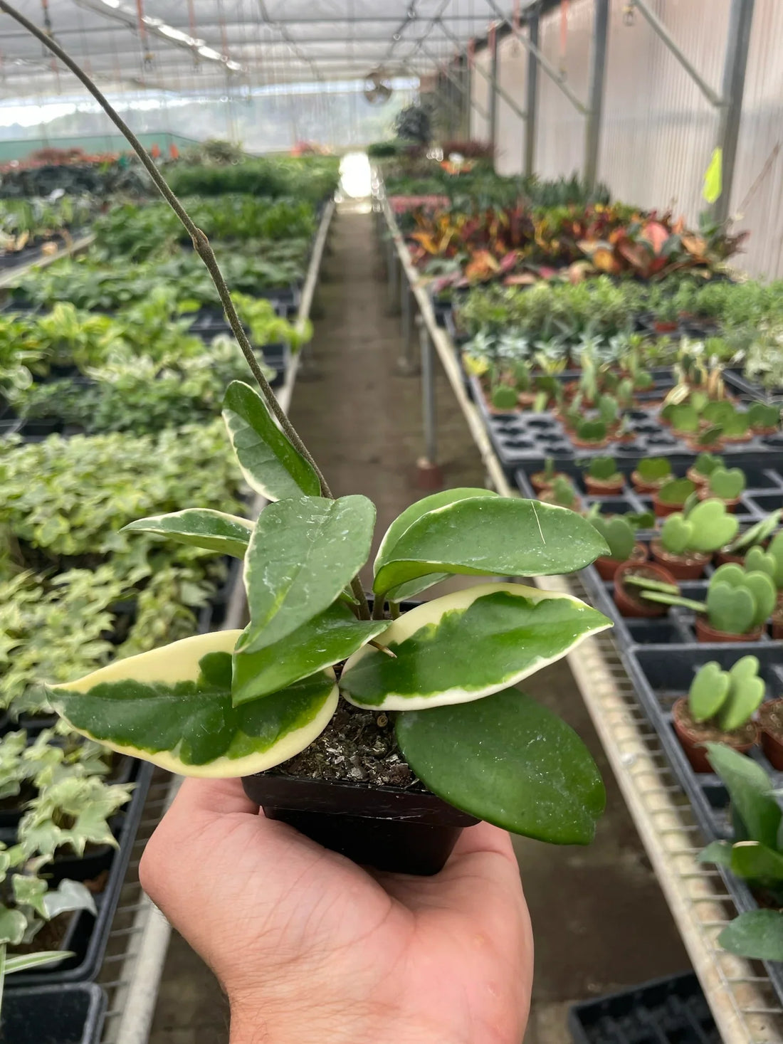 Hoya 'Tricolor'