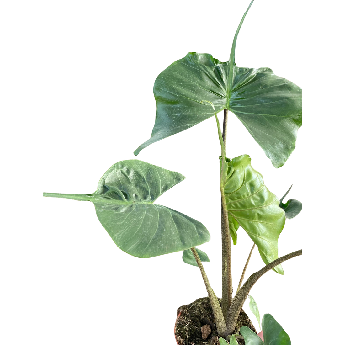 Alocasia 'Stingray'