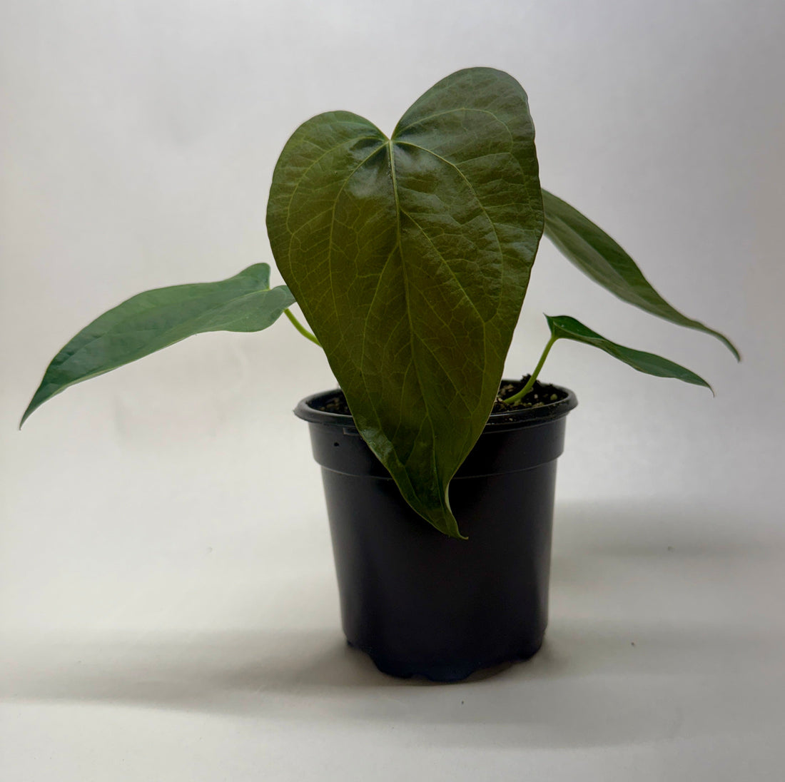 Anthurium 'Queen of Hearts'