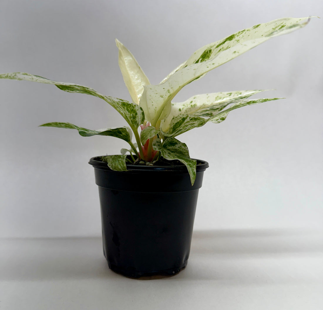 Anthurium 'Variegated Hookeri'