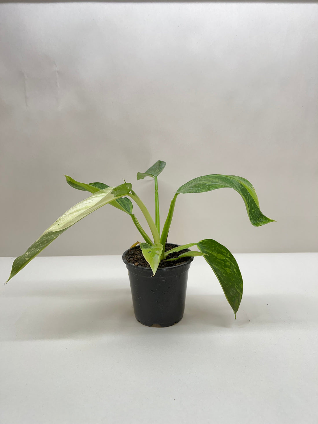 jose philodendron Philodendron 'Jose Bueno' – Studio Pistils & Pollen