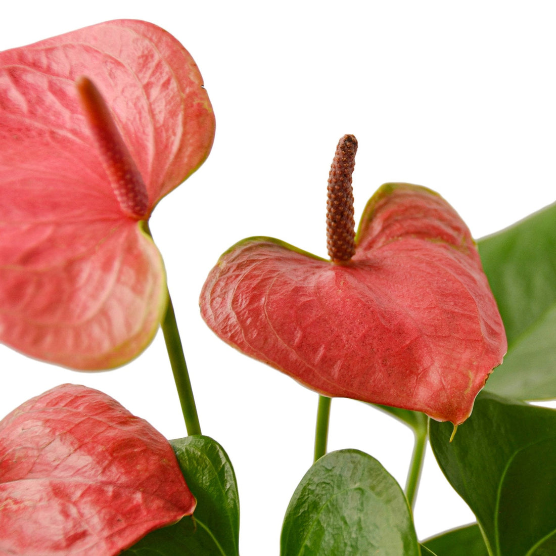 anthurium pistil Anthurium 'Pink'