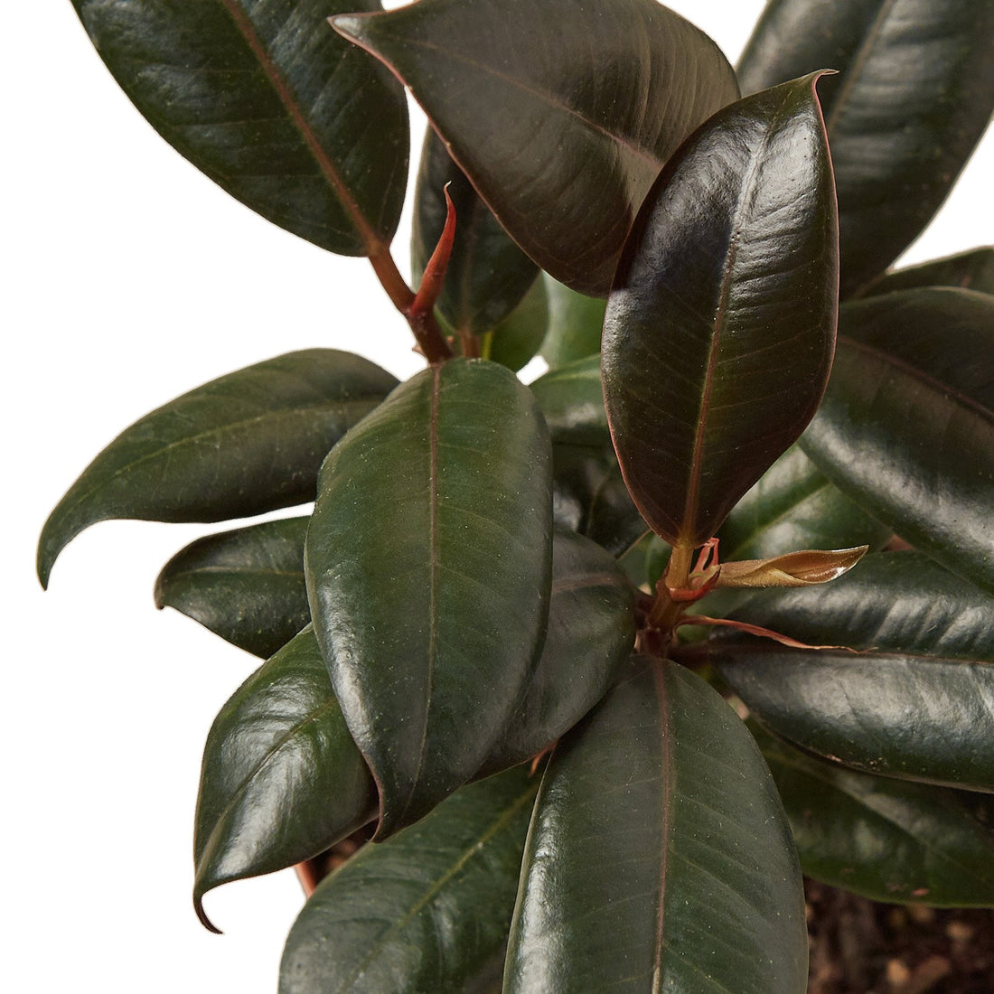Ficus 'Burgundy'