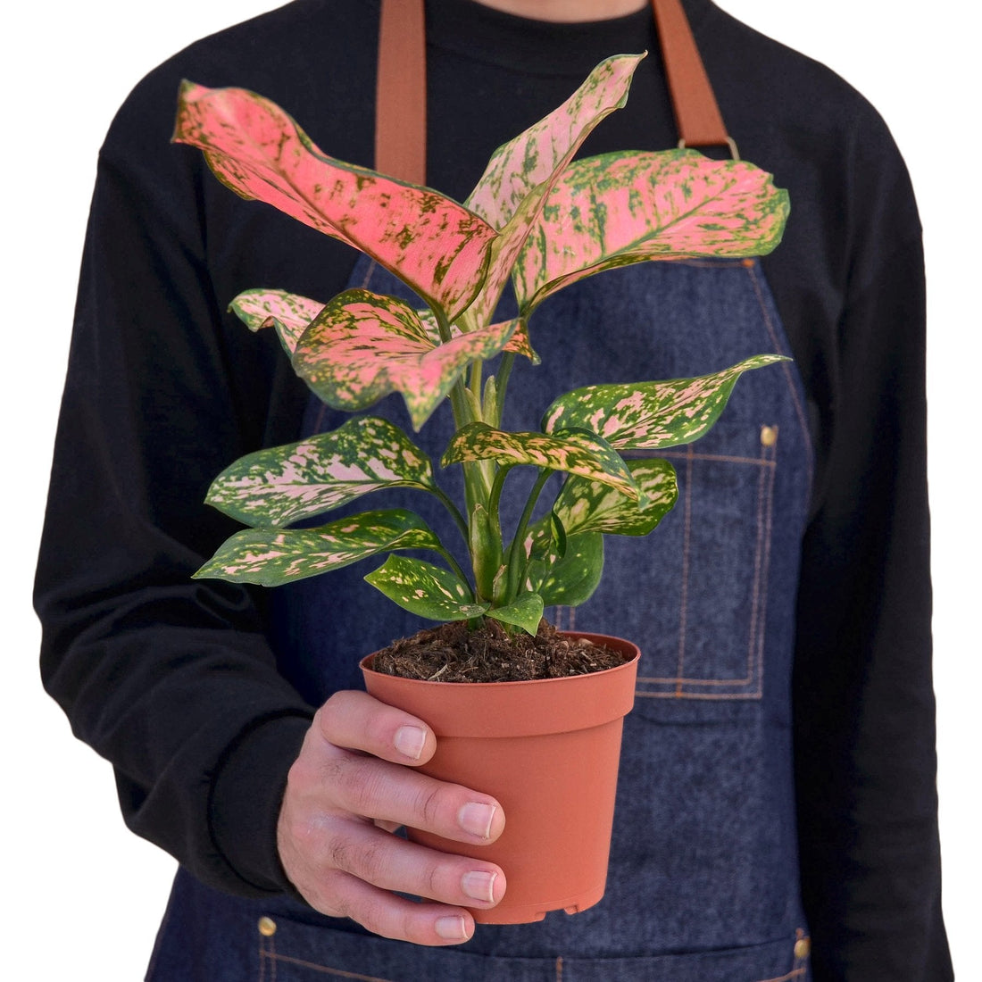 Aglaonema 'Lady Valentine'