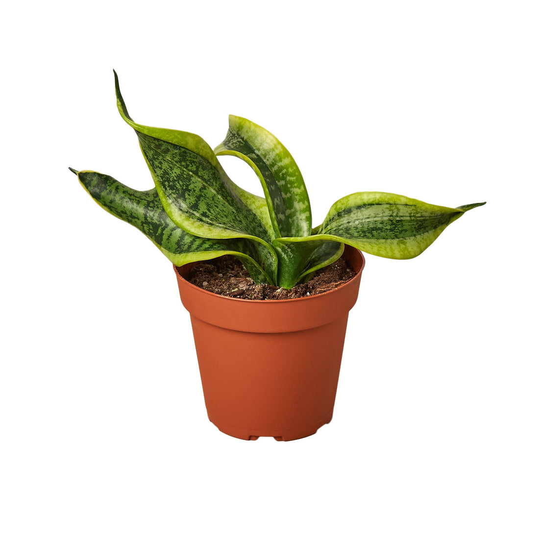 snake plant pollen Snake Plant 'Twist' – Studio Pistils & Pollen