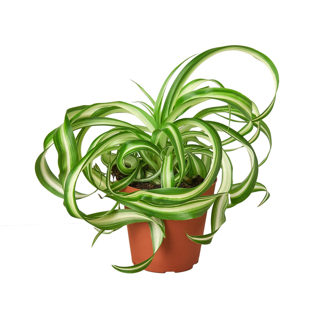 spider plant pollen Spider Plant 'Bonnie'