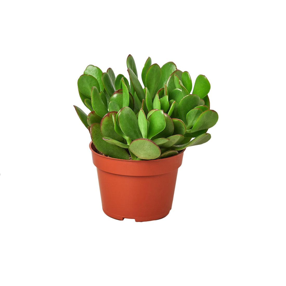 succulents pollen Succulent 'Jade' – Studio Pistils & Pollen
