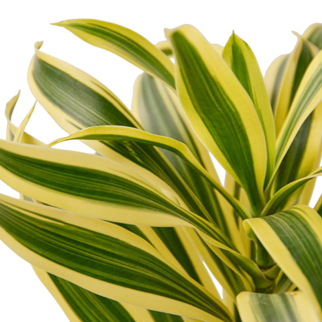 dracaena song Dracaena 'Song of India' – Studio Pistils & Pollen