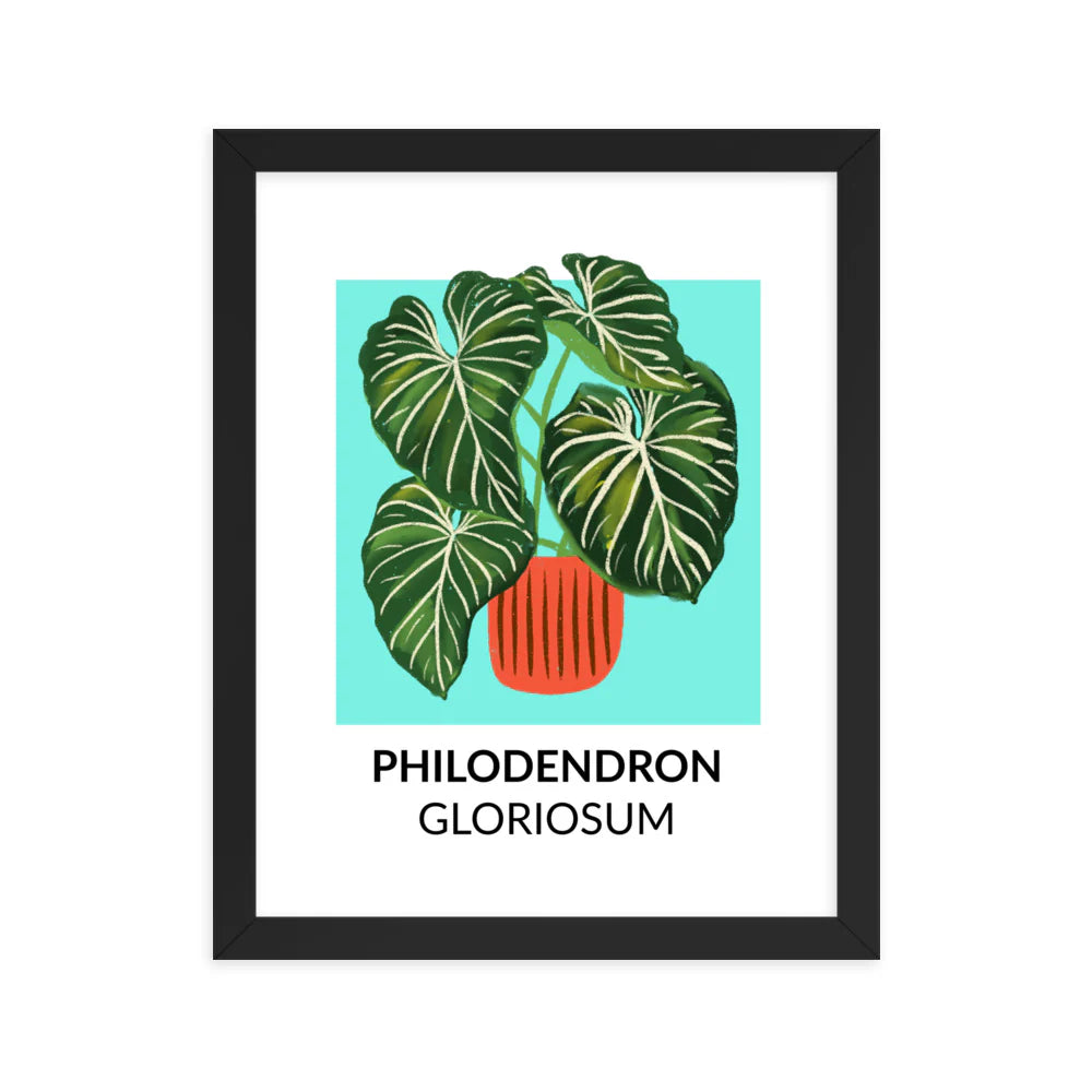 Philodendron gloriosum - Framed Print