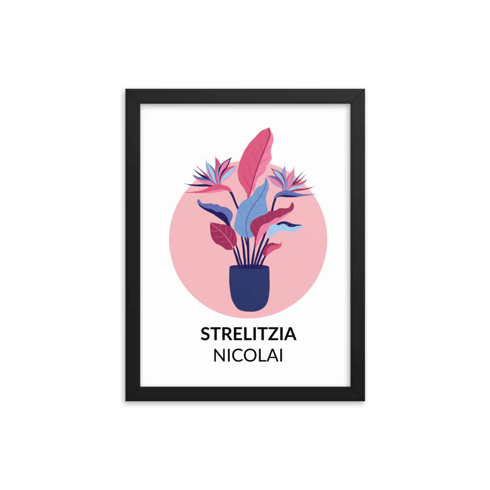 Strelitzia nicolai – Framed Print