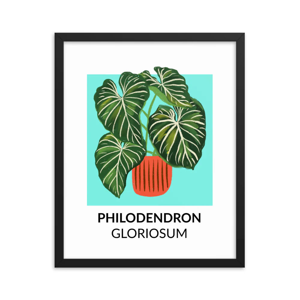 Philodendron gloriosum - Framed Print