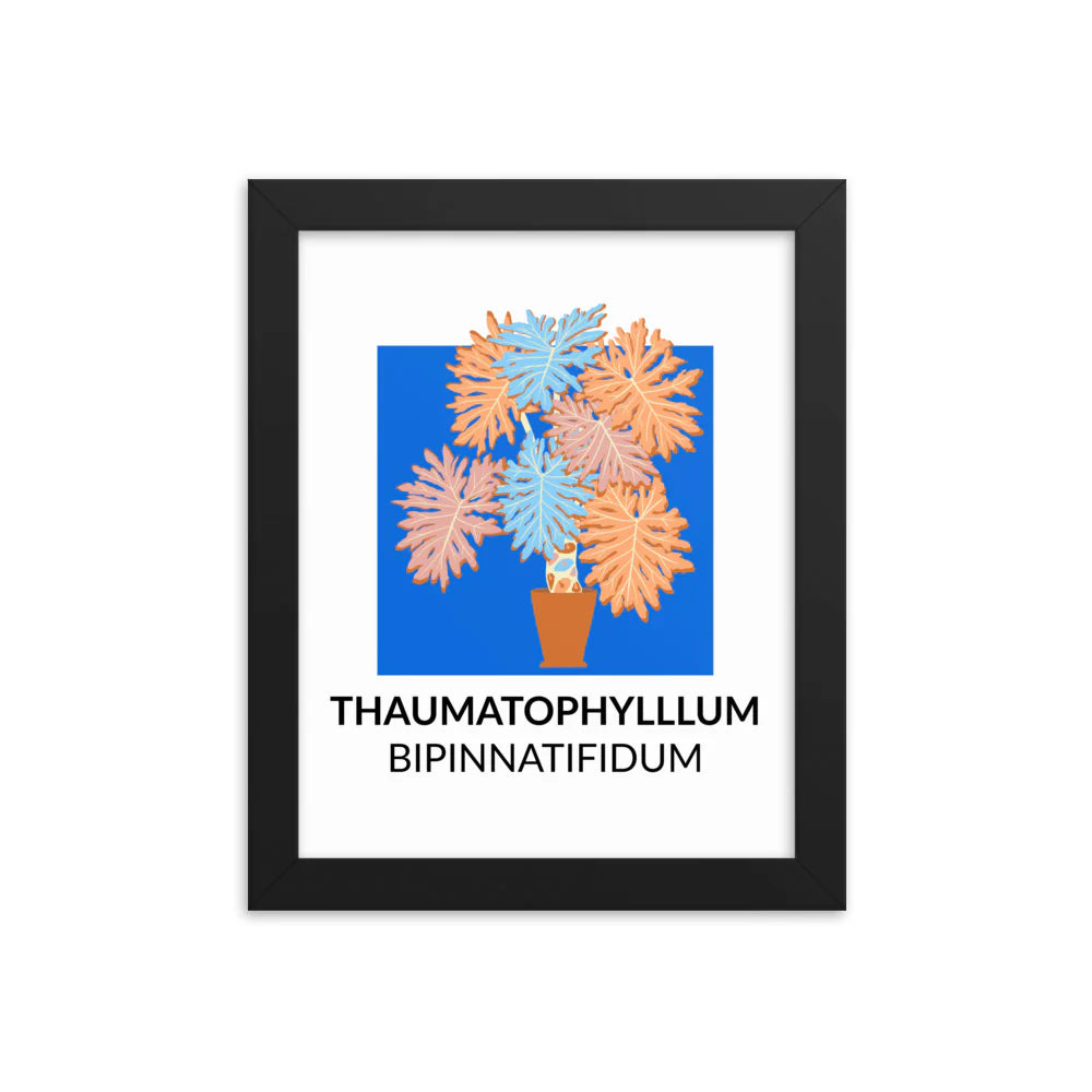Thaumatophyllum bipinnatifidum – Framed Print