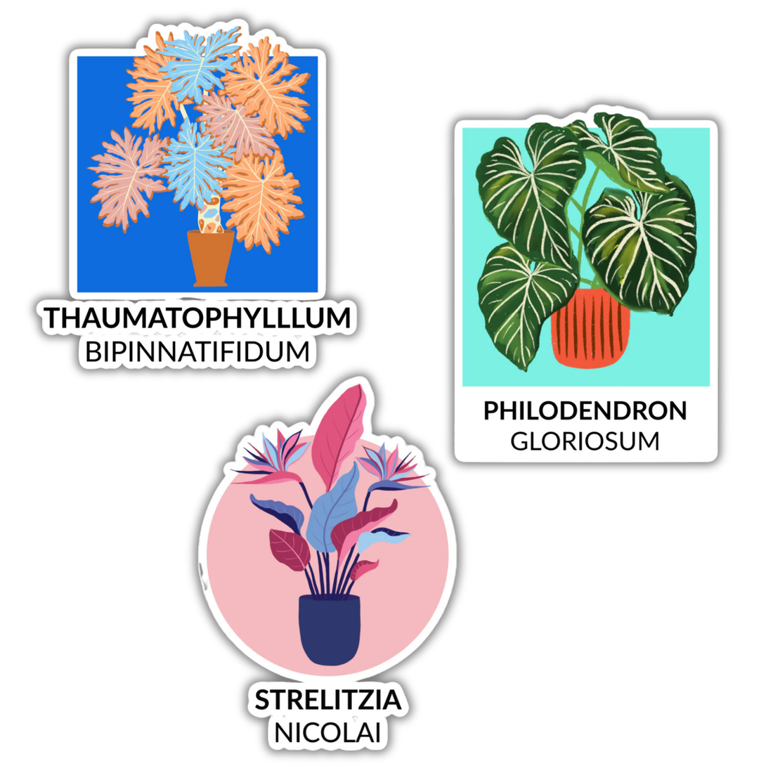 Botanical sticker trio featuring Strelitzia, Gloriosum, and Thaumatophyllum designs