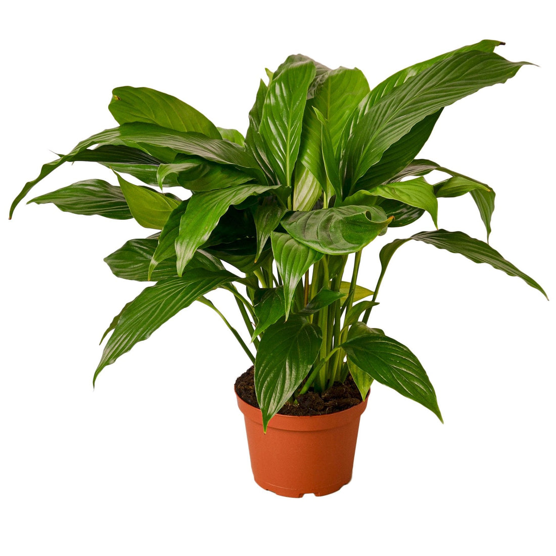 'Peace Lily'