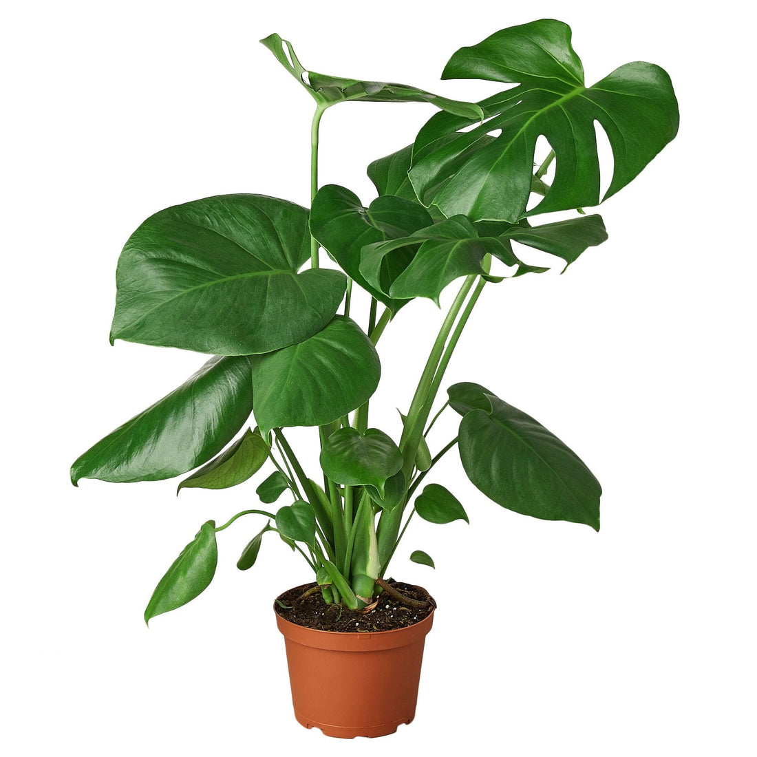 Monstera deliciosa 'Split-Leaf Philodendron'