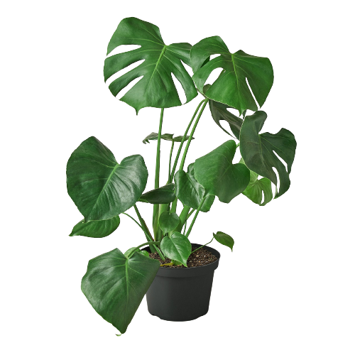 Monstera deliciosa 'Split-Leaf Philodendron'