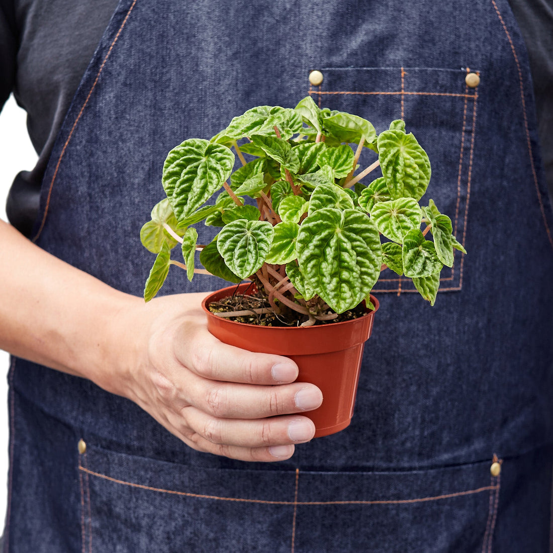 Peperomia 'Ripple'