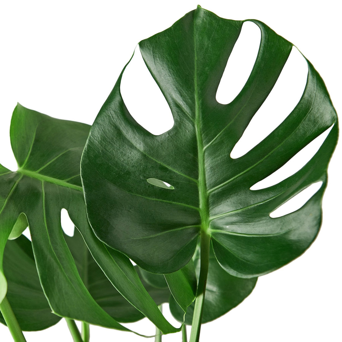 Monstera deliciosa 'Split-Leaf Philodendron'