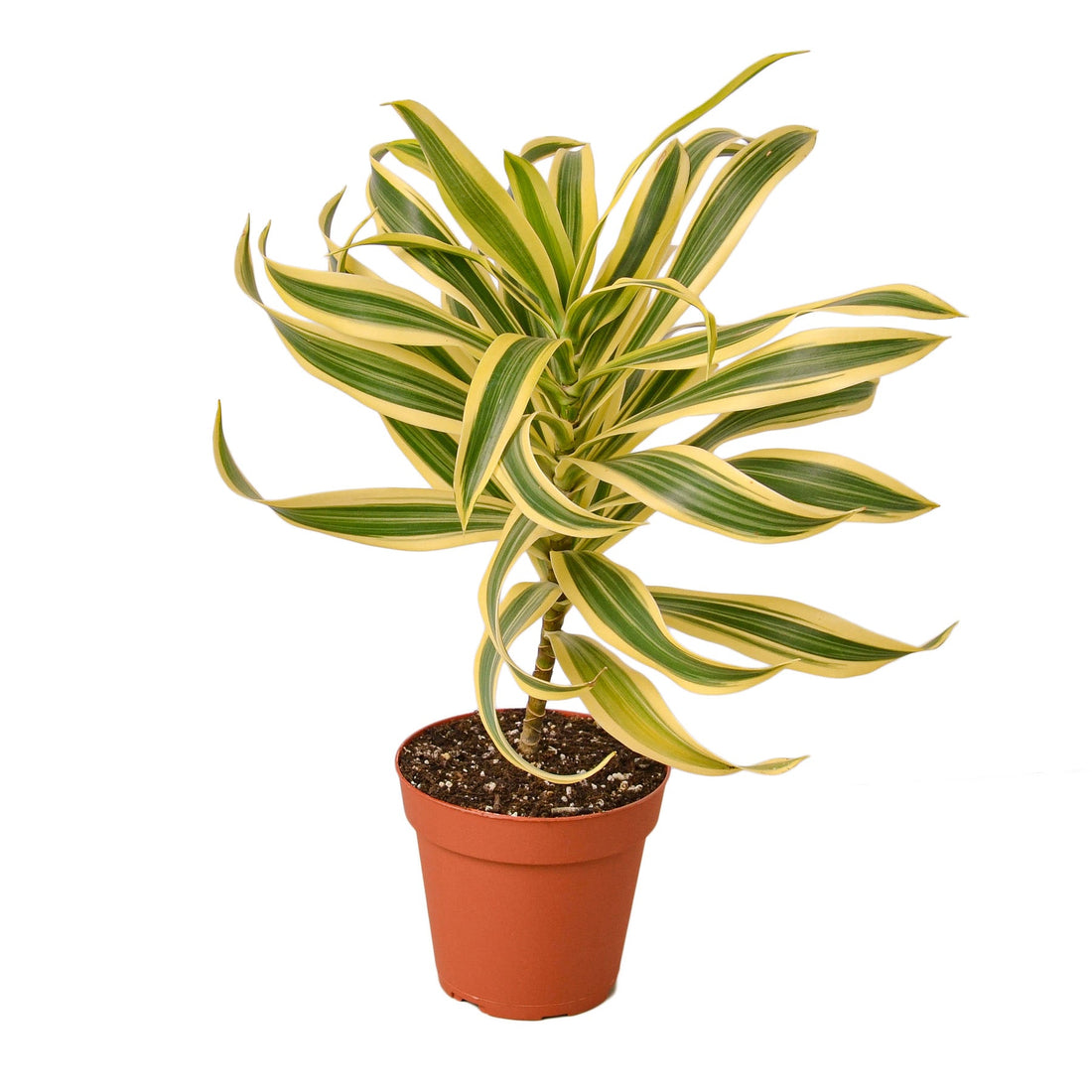 2 Dracaena Variety Pack - 4" Pot