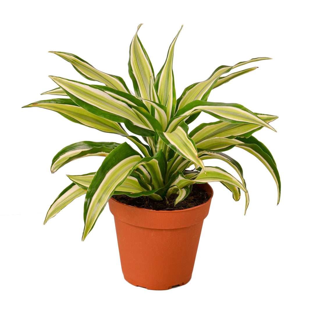 2 Dracaena Variety Pack - 4" Pot